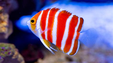 liveaquaria|Iba pa.